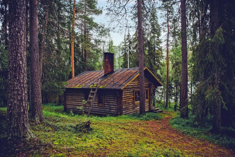 Dans les bois
